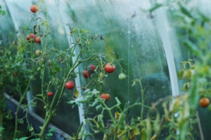 Tomatengewächshaus